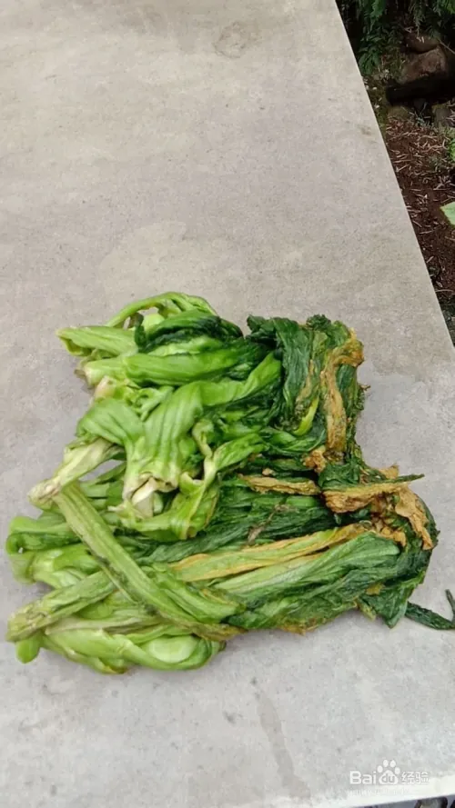 芽菜的种植技术