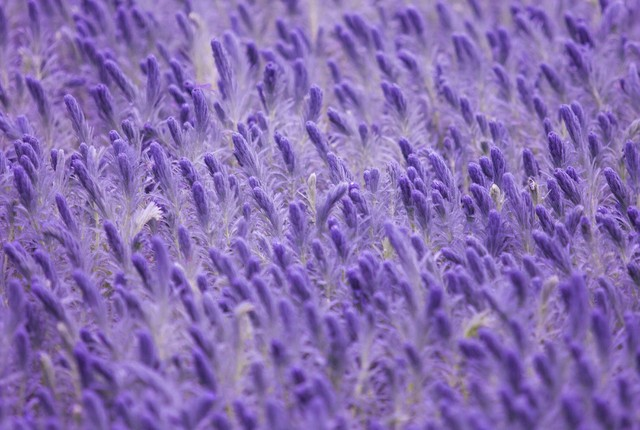 芳香万寿菊种植方法