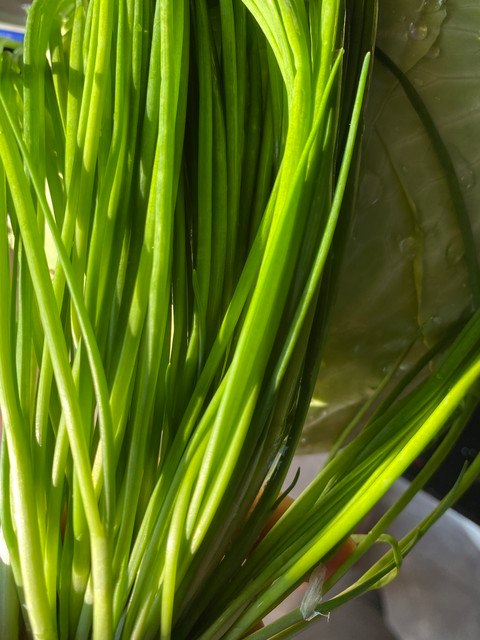 芳香万寿菊种植方法