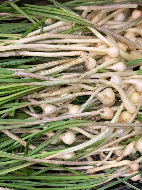 芳香万寿菊种植方法