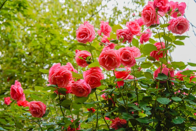 芳香万寿菊种植方法