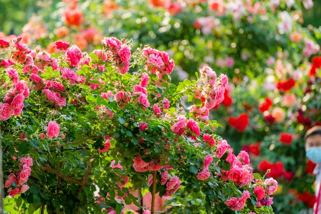 芳香万寿菊种植方法