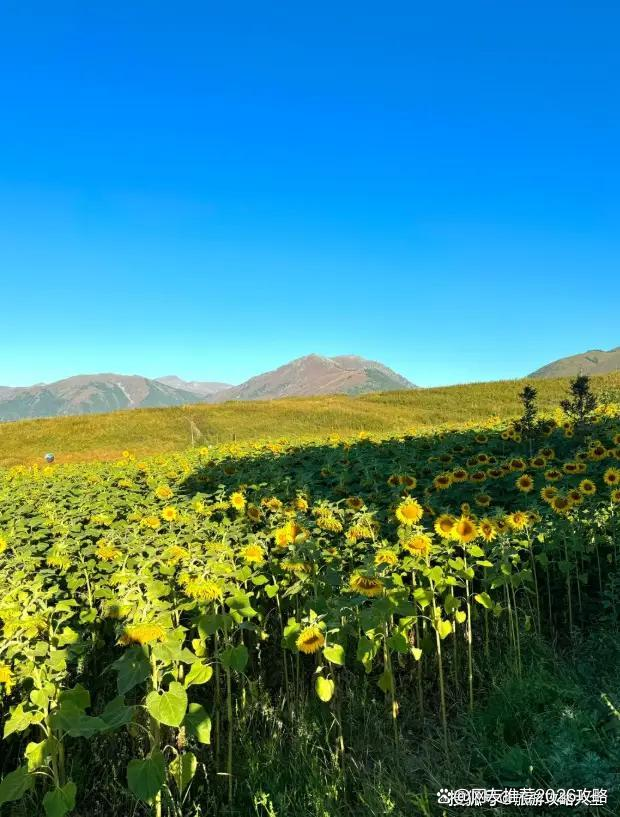 北疆旅游需多少钱