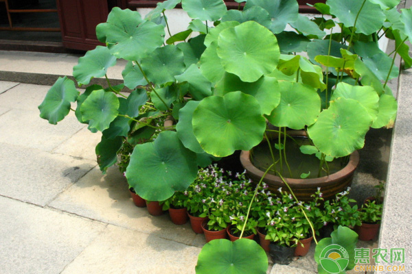 盆栽睡莲种植方法