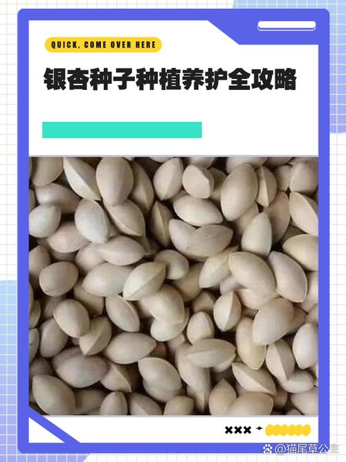 银杏树的种植方法