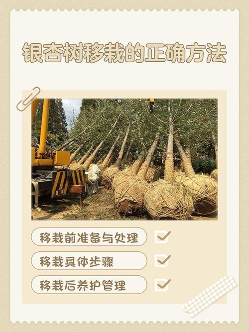 银杏树的种植方法