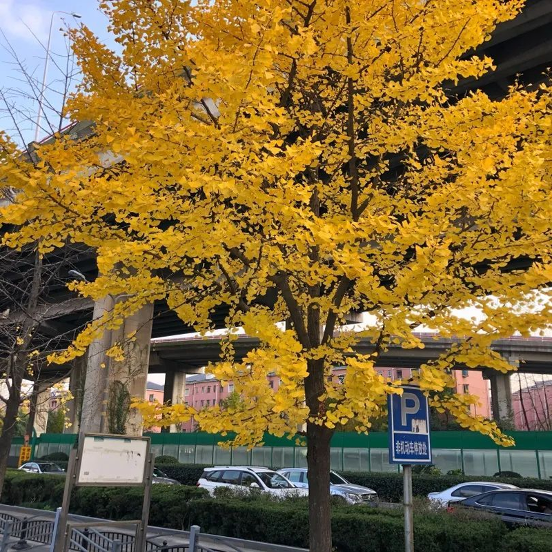 银杏树的种植方法