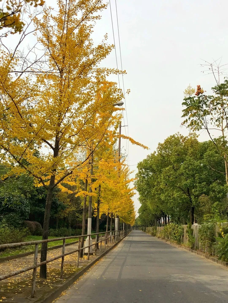 银杏树的种植方法