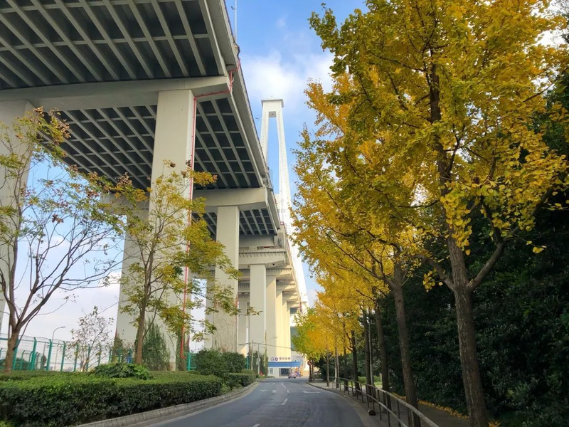 银杏树的种植方法