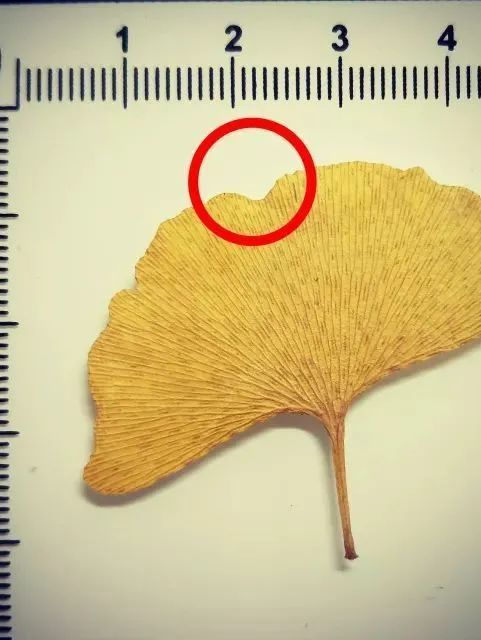 银杏树的种植方法