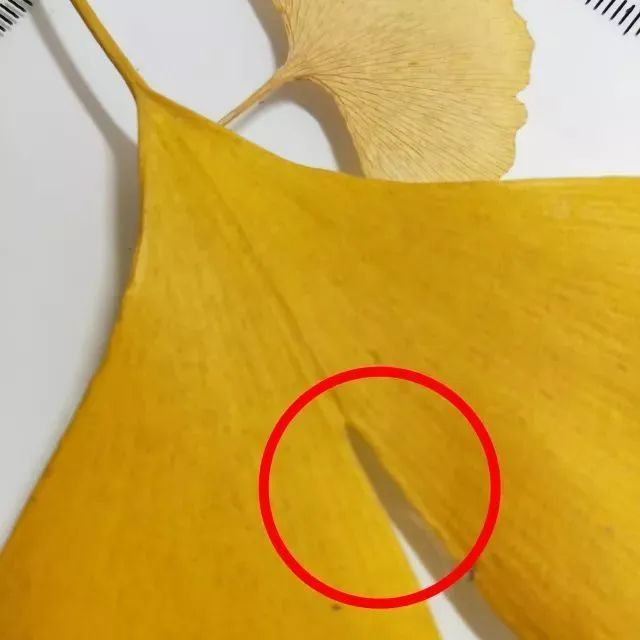 银杏树的种植方法