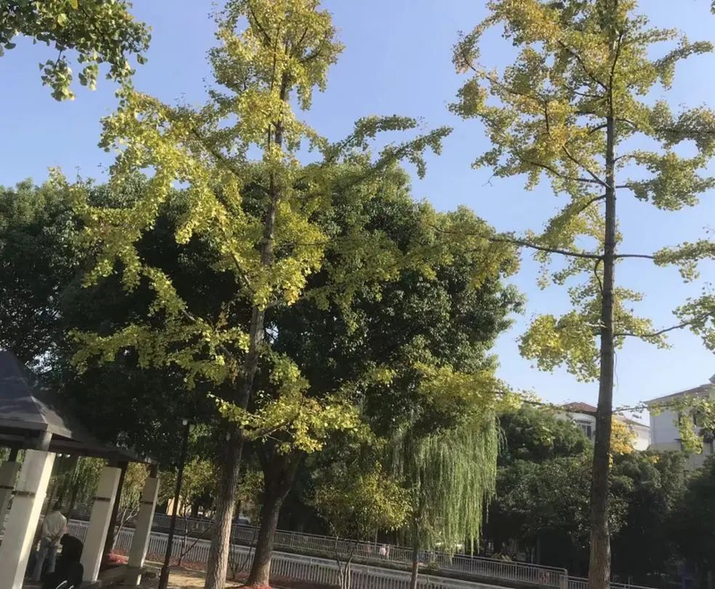 银杏树的种植方法