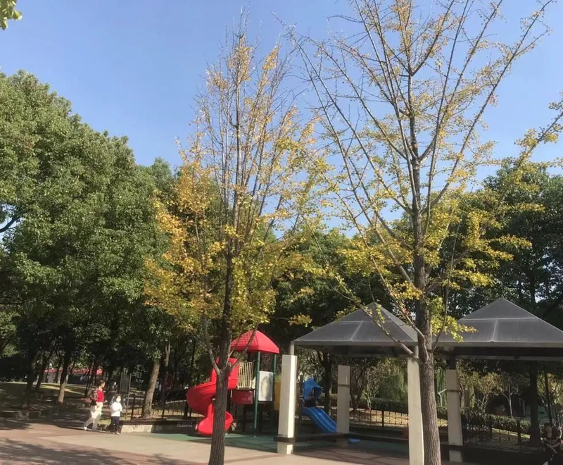 银杏树的种植方法