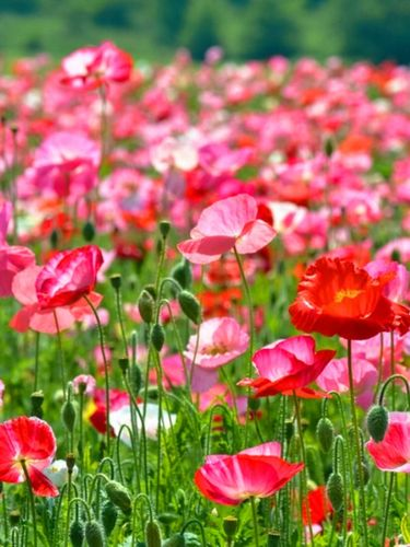 冰岛虞美人种植方法