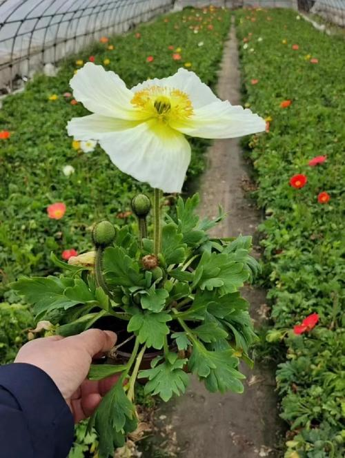 冰岛虞美人种植方法