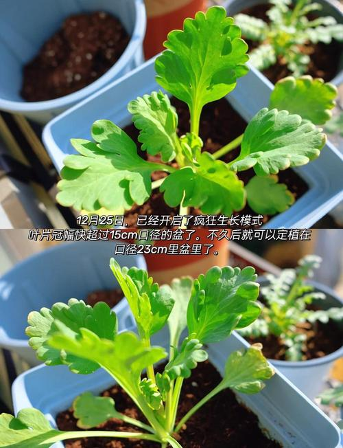 冰岛虞美人种植方法
