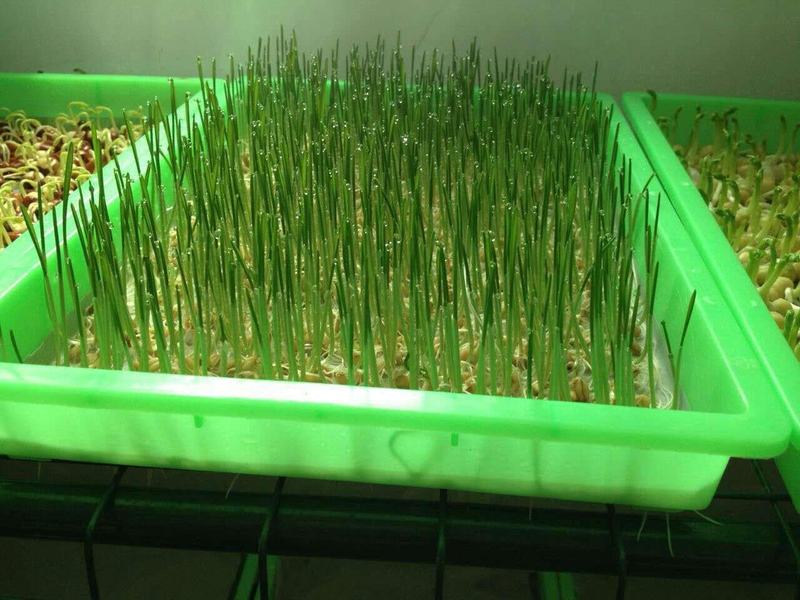 芽菜的种植技术