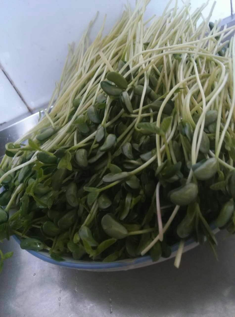 芽菜的种植技术