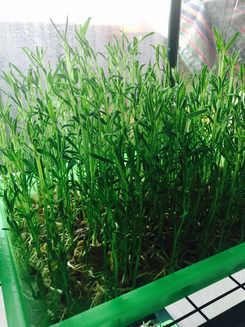 芽菜的种植技术