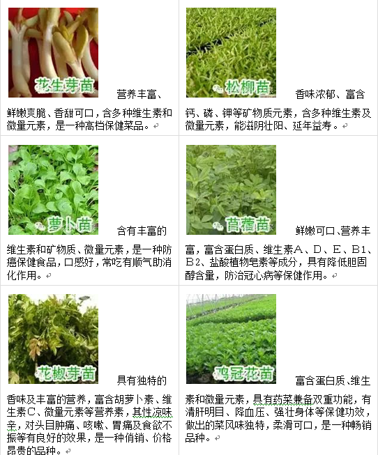 芽菜的种植技术