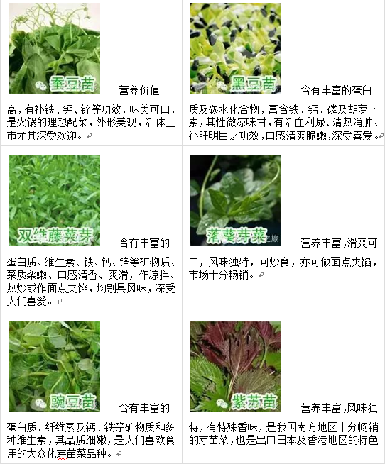 芽菜的种植技术