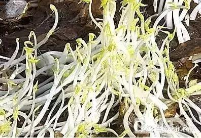 芽菜的种植技术