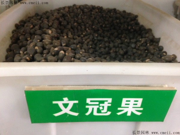 文冠果种植方法