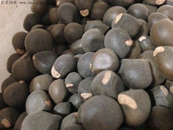 文冠果种植方法