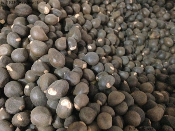 文冠果种植方法