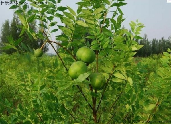 文冠果种植方法