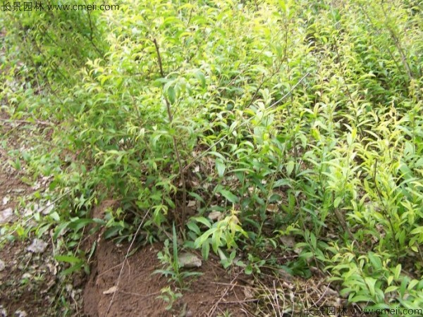 文冠果种植方法