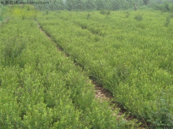 文冠果种植方法