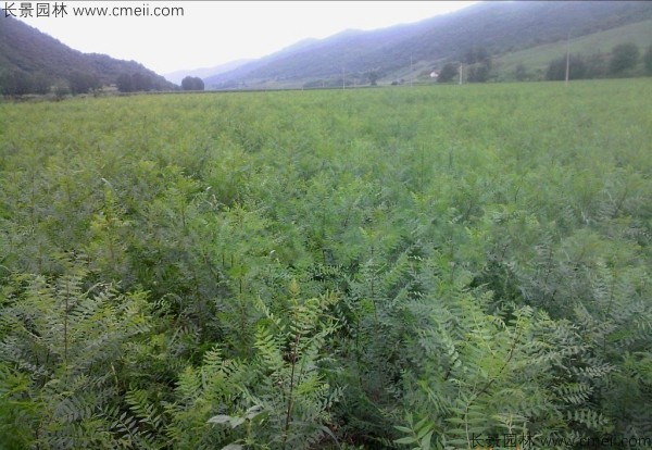 文冠果种植方法