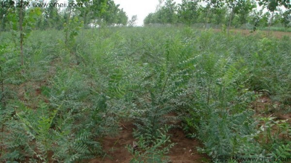 文冠果种植方法