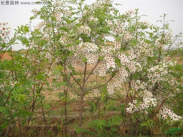 文冠果种植方法