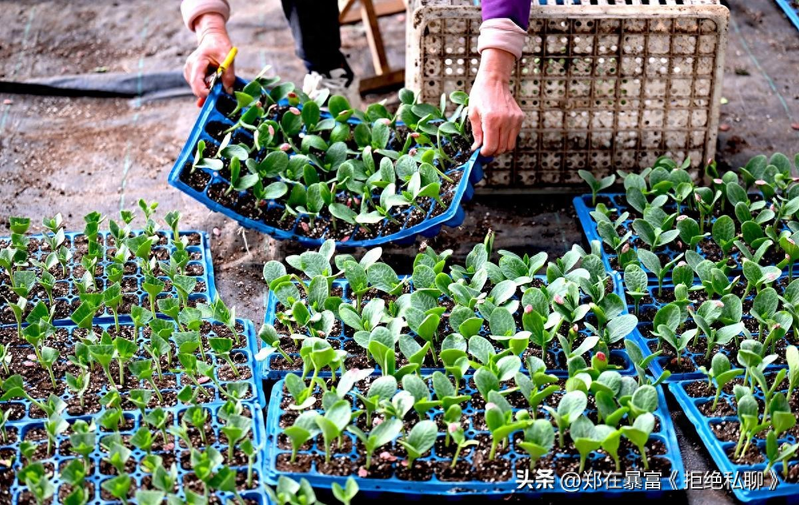 大棚苦瓜种植技术