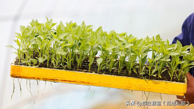 大棚苦瓜种植技术