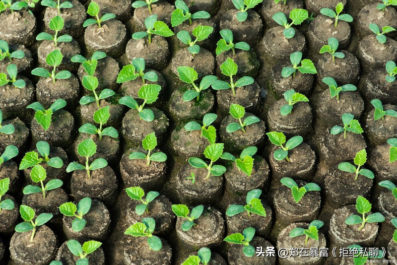 大棚苦瓜种植技术