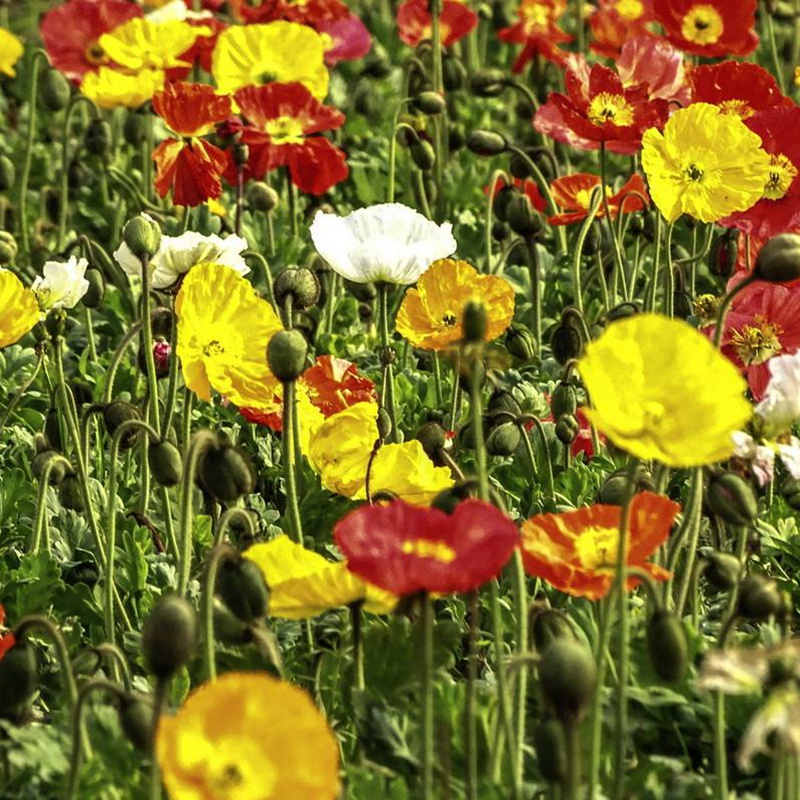 冰岛虞美人种植方法