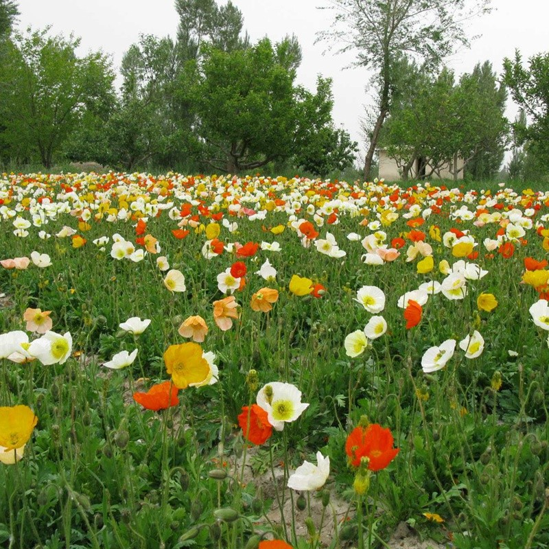 冰岛虞美人种植方法