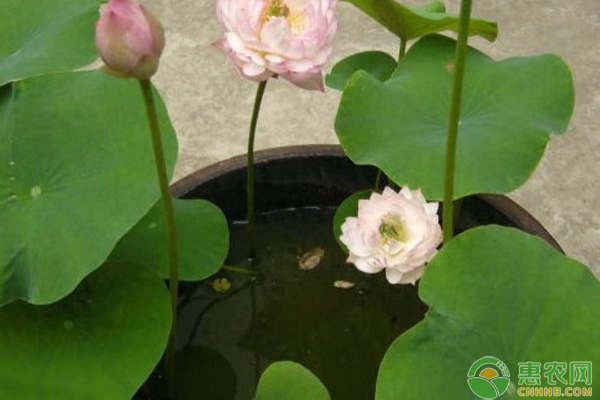 盆栽睡莲种植方法