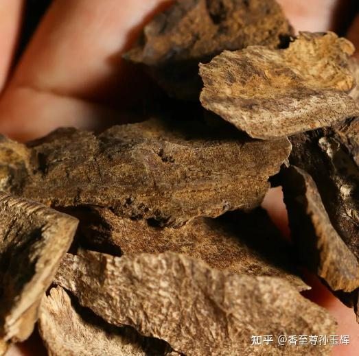 沉香树苗种植方法