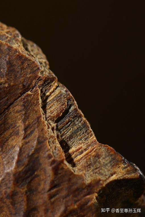 沉香树苗种植方法