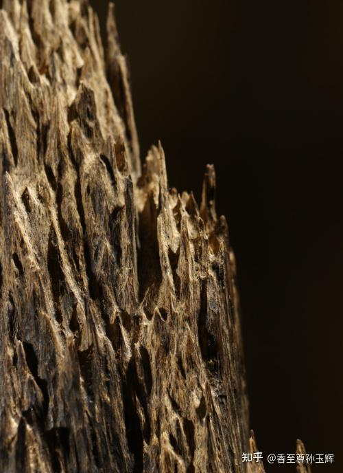 沉香树苗种植方法