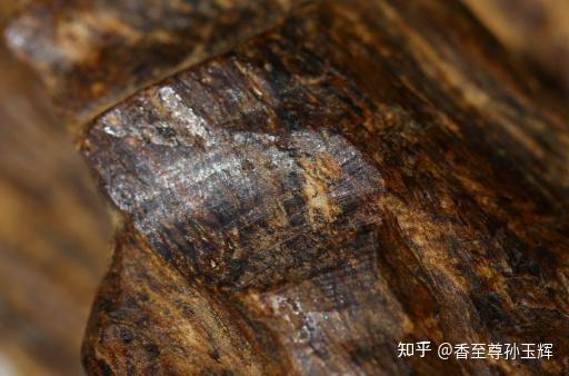 沉香树苗种植方法