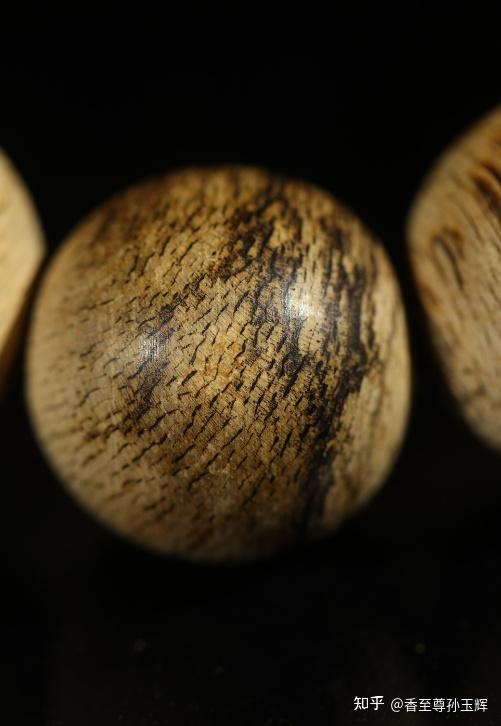 沉香树苗种植方法