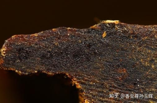 沉香树苗种植方法