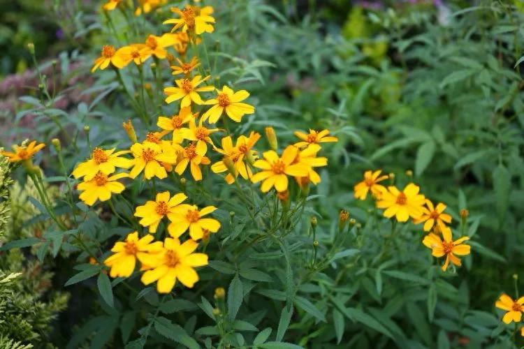 芳香万寿菊种植方法