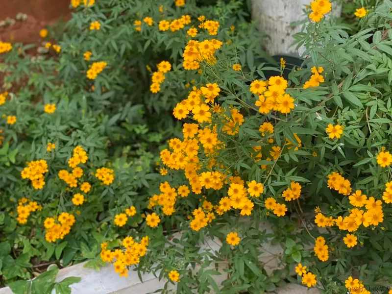 芳香万寿菊种植方法