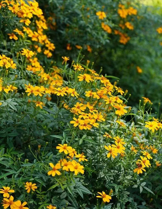 芳香万寿菊种植方法
